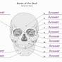 Practice Labeling The Skull