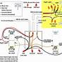 5 Wire To 4 Wire Trailer Converter Schematic