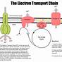 Electron Transport Chain Worksheet