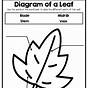 Parts Of A Leaf Worksheet