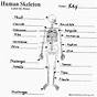 Skeletal System Labeling Worksheet