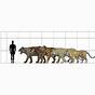 Wild Cat Size Chart