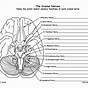 Cranial Nerve Worksheet