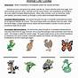 Life Cycle Of Animals Worksheet