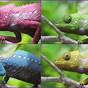 Chameleon Mood Color Chart