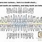 Printable Tooth Surface Chart