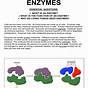 Enzymes At Work Worksheet