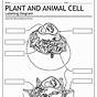 Label A Plant Cell Worksheet