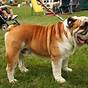 How Much Does An English Bulldog Weight