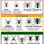 Spider Identification Chart New York
