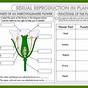 Flower Structure And Reproduction Worksheets