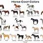 Horse Coat Colors Chart