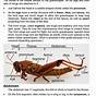 Grasshopper Dissection Worksheet Answers