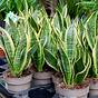 Types Of Snake Plants Chart