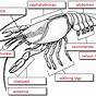 Crayfish Pre Lab Worksheet