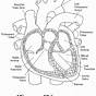 Heart Diagram Blank