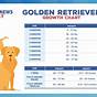 Golden Retriever Feeding Chart By Weight