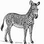 Zebra Coloring Page Printable