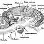 Sheep Brain Labeling Worksheets Answers