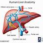 Easy Liver Diagram