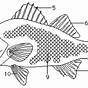 Fish Dissection Worksheets