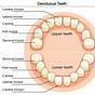 Tooth Chart Anterior And Posterior