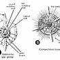 Labelled Diagram Of Radiolaria