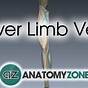 Anatomy Of Veins Of Lower Limb