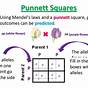 How To Use Punnett Squares In Genetics