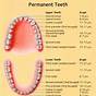 What Age Do You Lose Teeth Chart