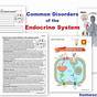 Endocrine System Worksheets Free Printable