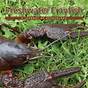 Freshwater Crayfish Color Chart
