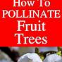 How To Pollinate Fruit Trees