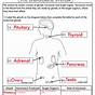 Worksheet For Endocrine System