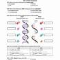 Dna Rna Worksheet Answers