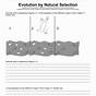 Evolution Natural Selection Worksheets