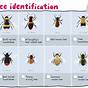 Wasp Nest Identification Chart