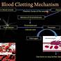 Flow Chart Blood Clotting Process Diagram