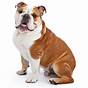 English Bulldog Size And Weight
