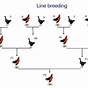 Game Fowl Breeding Chart