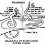 Flintlock Parts Diagram