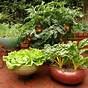 Container Size For Vegetable Gardening