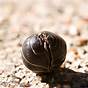 Facts About Pill Bugs