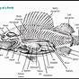 Fish Internal Anatomy Labeling Worksheets