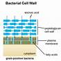 Gram Positive Cell Wall Diagram