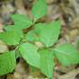 Poison Ivy Leaf Identification