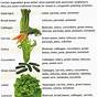 Garden Vegetable Compatibility Chart