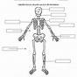 Free Printable Skeletal System Worksheets Pdf