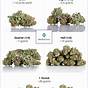 Weed Weight Conversion Chart