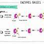 Enzymes Gcse Biology Questions